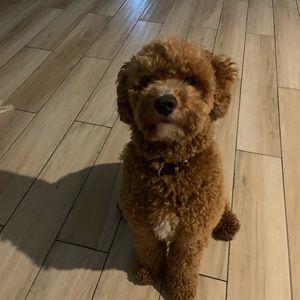 Meet your Posher, Alison